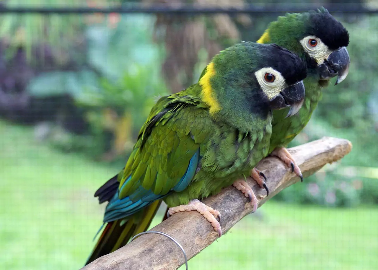Виды домашних попугаев с описанием, названиями и фото