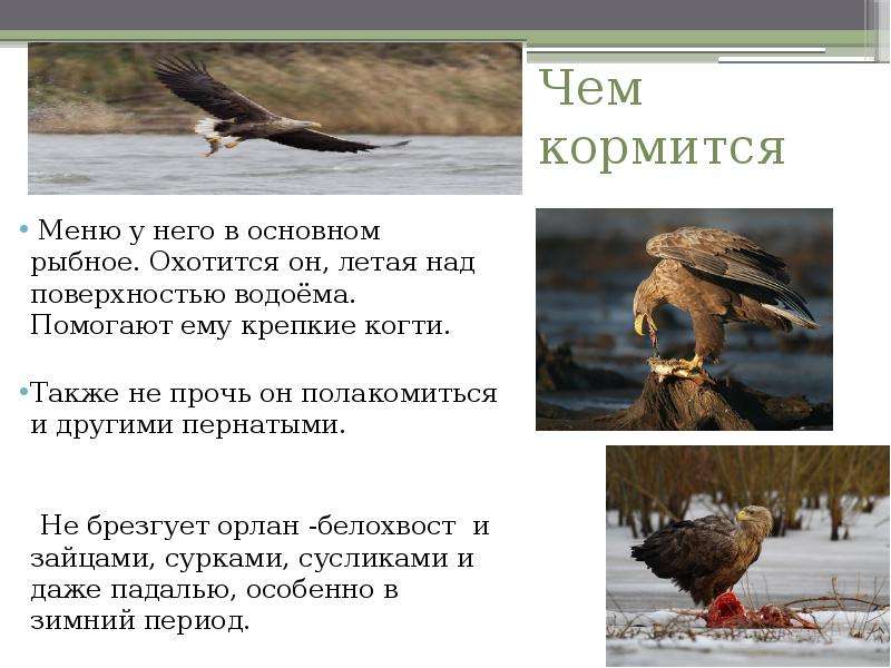 Орлан птица. описание, особенности, виды, образ жизни и среда обитания орлана | живность.ру