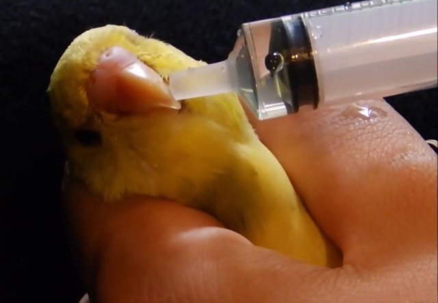 Распространенные болезни волнистых попугаев, симптомы и их лечение доступными методами