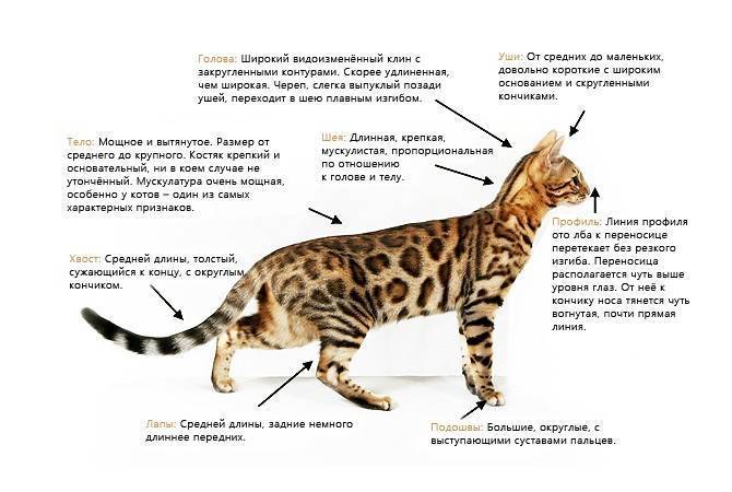 Бенгальская кошка: фото, описание породы и характера бенгалов