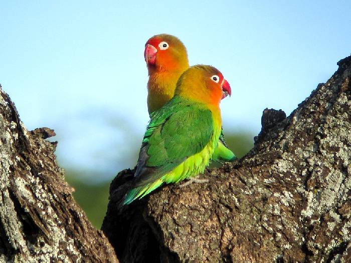 Виды попугаев-неразлучников: фишера, розовощёкий, масковый, чернокрылый, сероголовый, лилианы