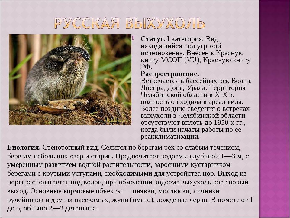 ᐉ животные урала занесенные в красную книгу - zoomanji.ru