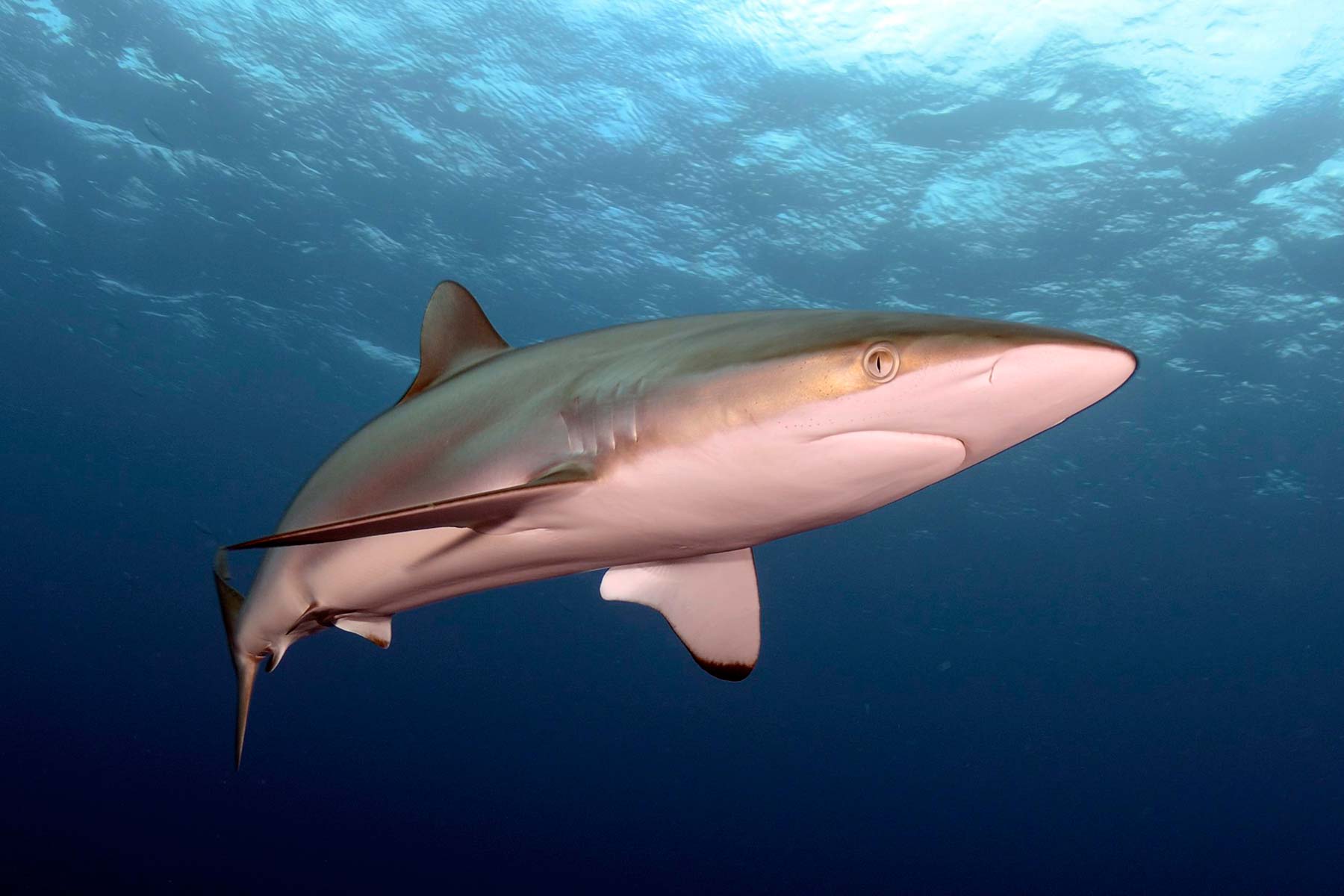 Малоизученный хищник глубин – акула-домовой (гоблин)