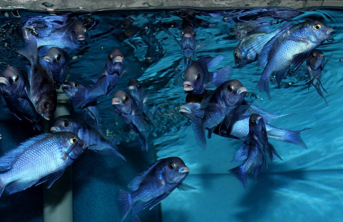 Голубой дельфин: описание аквариумной рыбки, условия содержания, кормления и разведения в домашних условиях