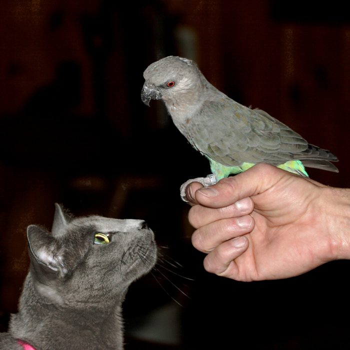 Попугай и кот: как подружить и приучить друг к другу