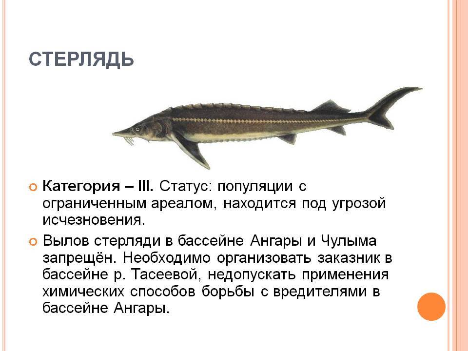 Рыба, занесенная в красную книгу: стерлядь, где обитает и чем питается