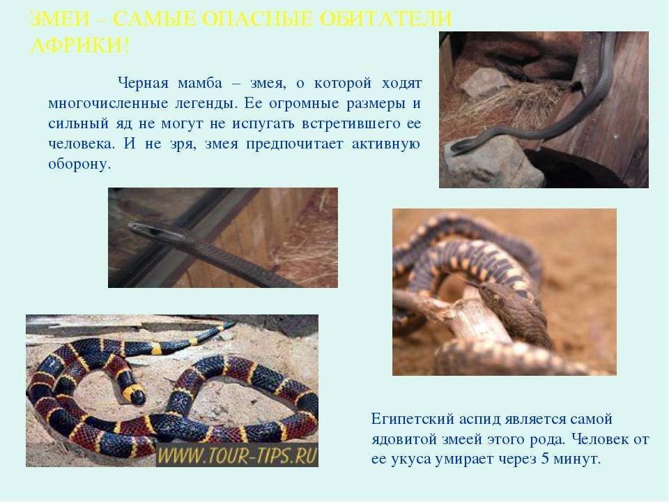 Мамба черная змея. образ жизни и среда обитания чёрной мамбы