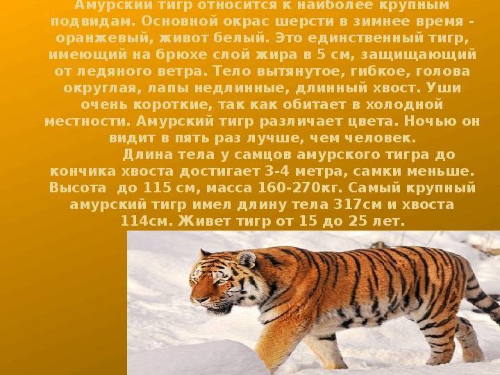 Тигр - кошачьи | некоммерческий учебно-познавательный интернет-портал зоогалактика