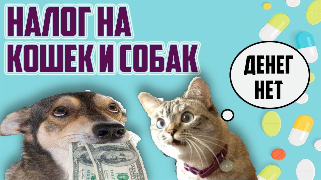 Налог на домашних животных в россии в 2019 году: примут или нет