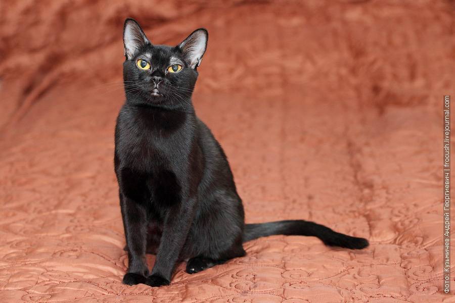 Бомбейская кошка: история, характер, описание, содержание, здоровье и покупка