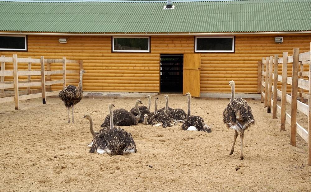 Разведение страусов в домашних условиях для начинающих в россии
