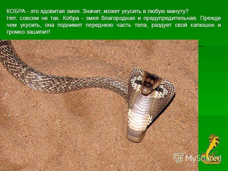 Королевская кобра — убийца змей