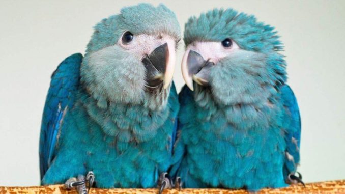 Маленький голубой ара: фото птицы, описание