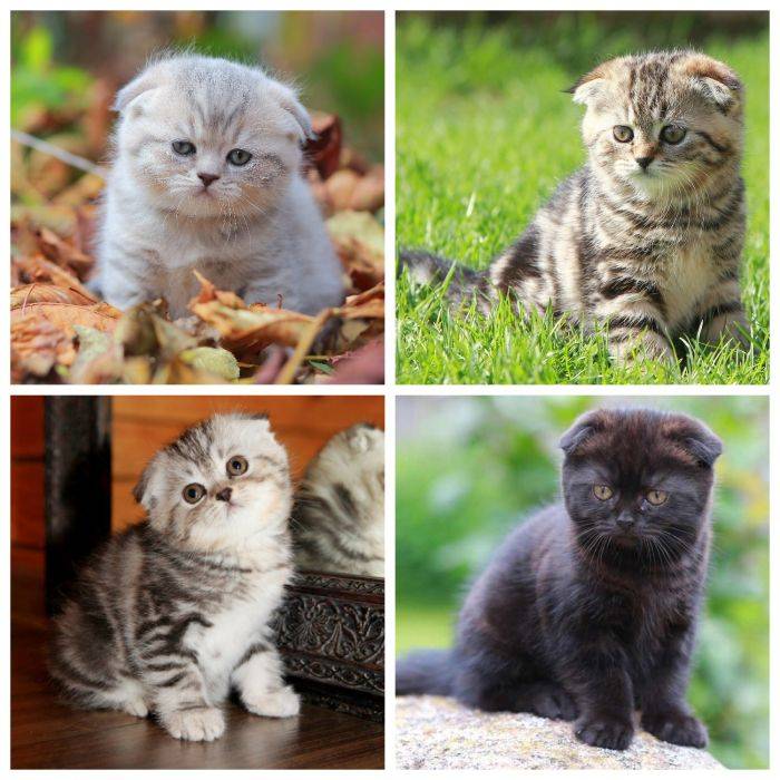 Вязка шотландских кошек: срок беременности и роды