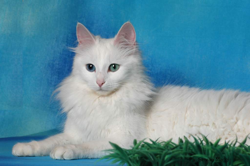 Турецкая ангора - 110 фото и советы по выбору породистого котенка