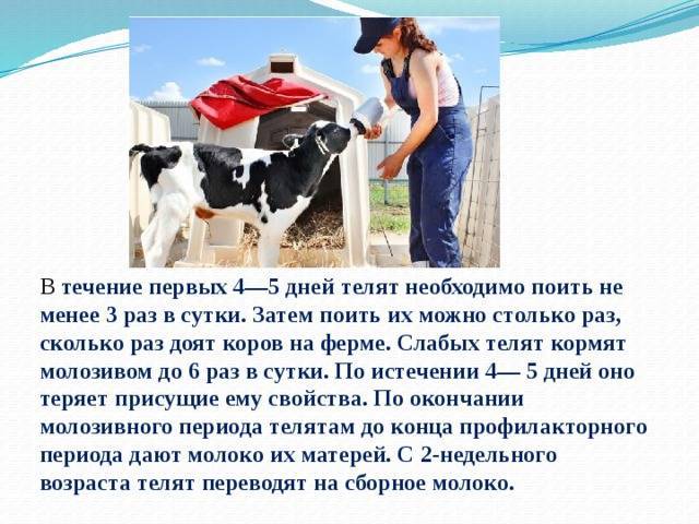 Сколько может дать корова молока в день