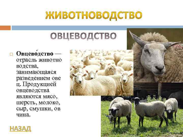Овцеводство: прибыльный бизнес для начинающего фермера