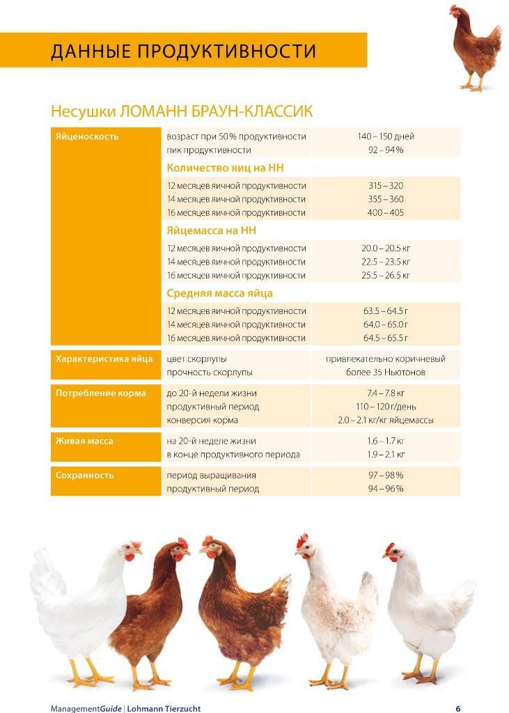 ᐉ выращивание цыплят бройлерных и яичных пород - zooon.ru