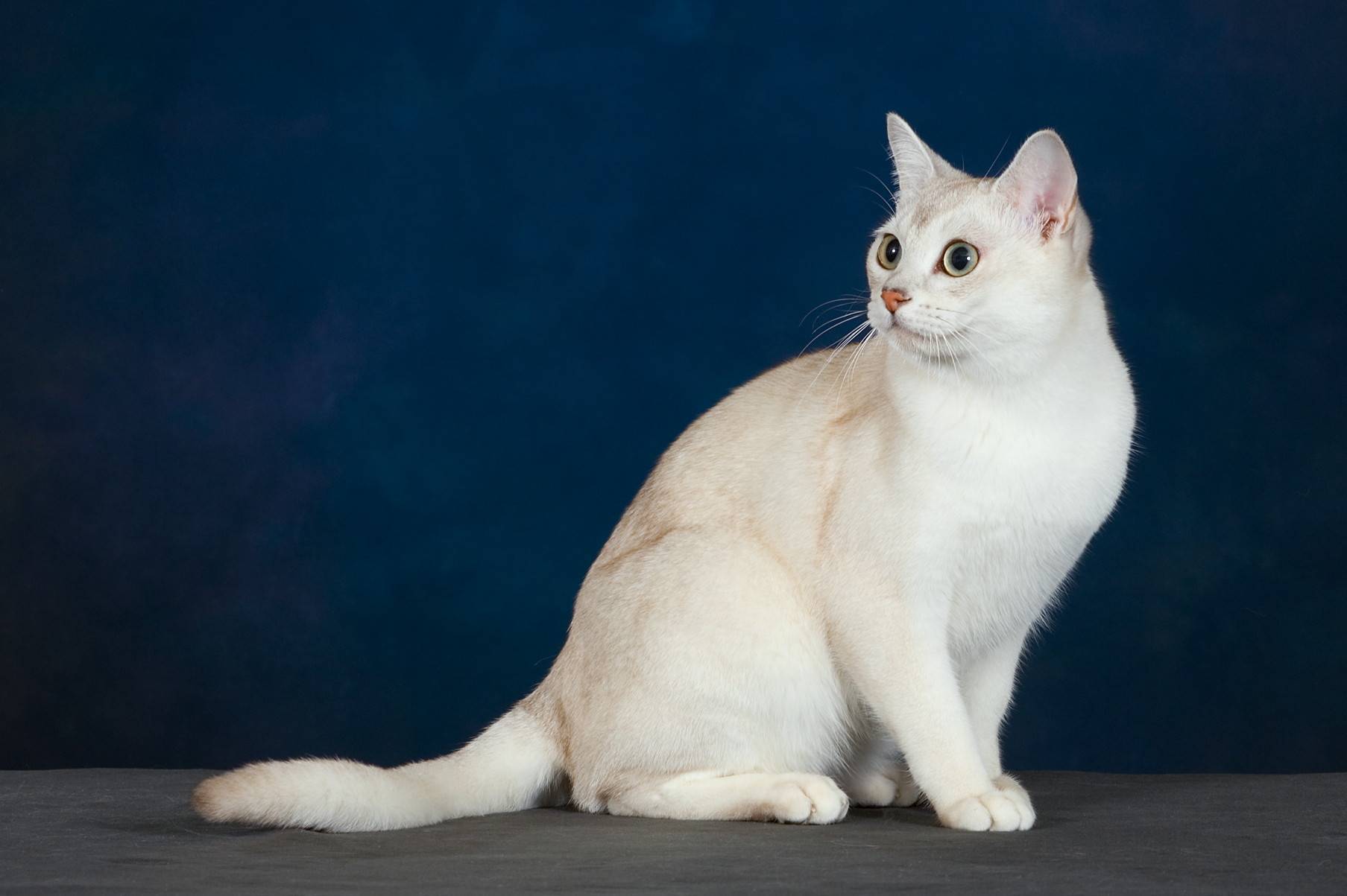 Порода кошек бурмилла, описание характера и повадок, фото аристократов