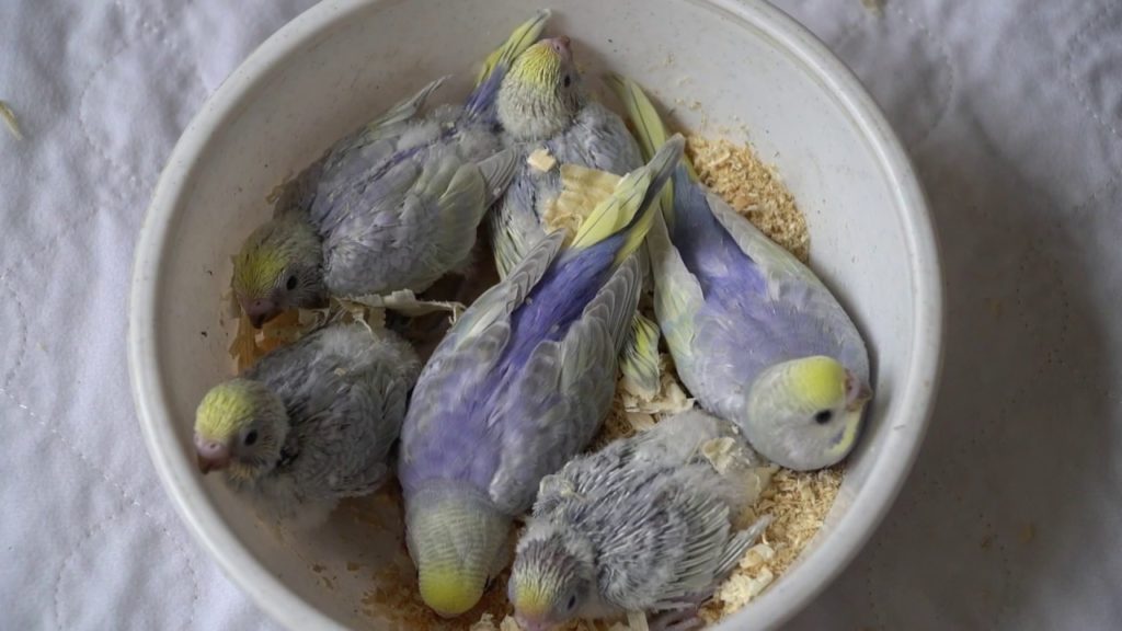 Как содержать, ухаживать и кормить волнистого попугая