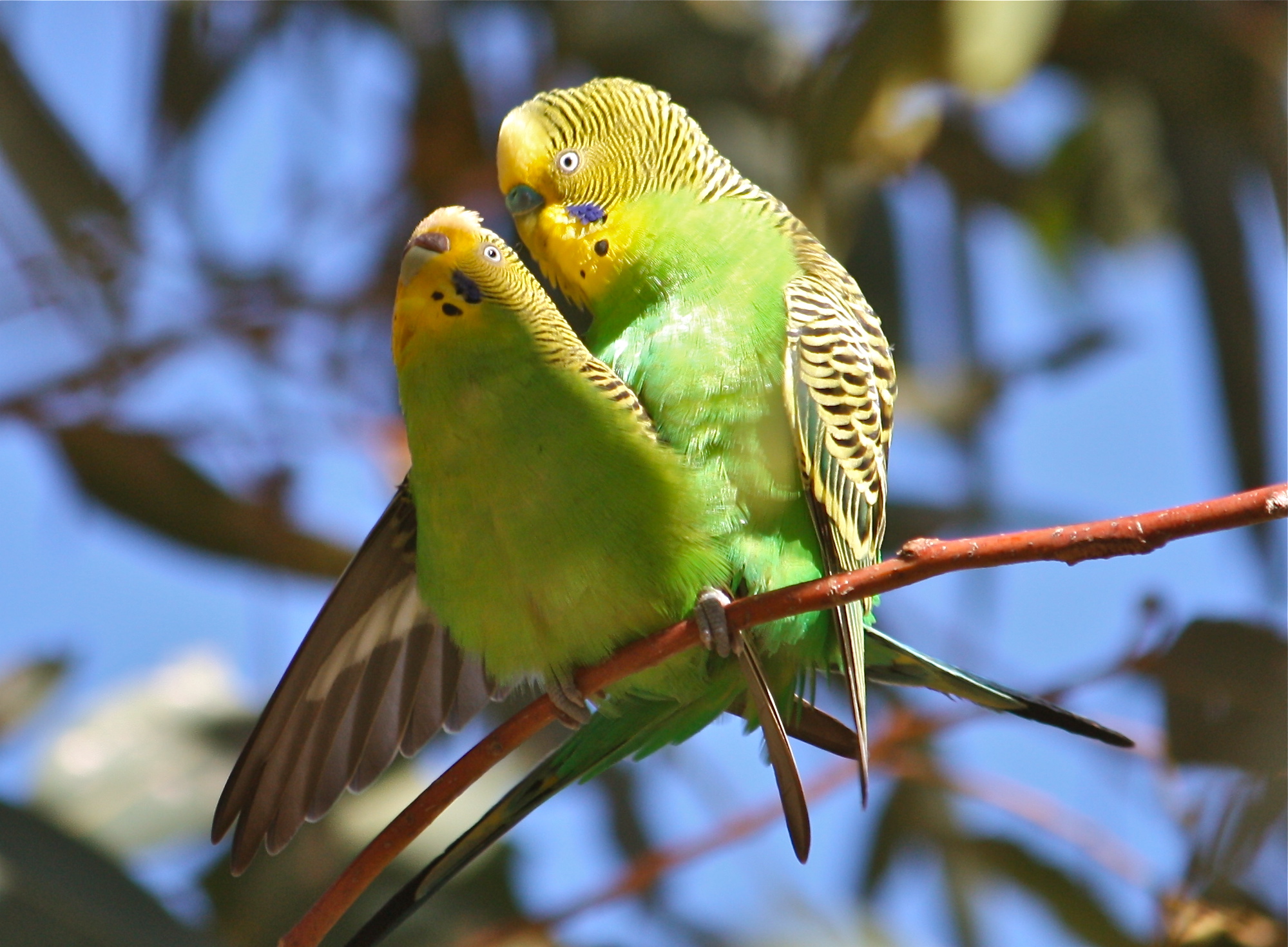 ? размножение волнистых попугаев - все этапы размножения