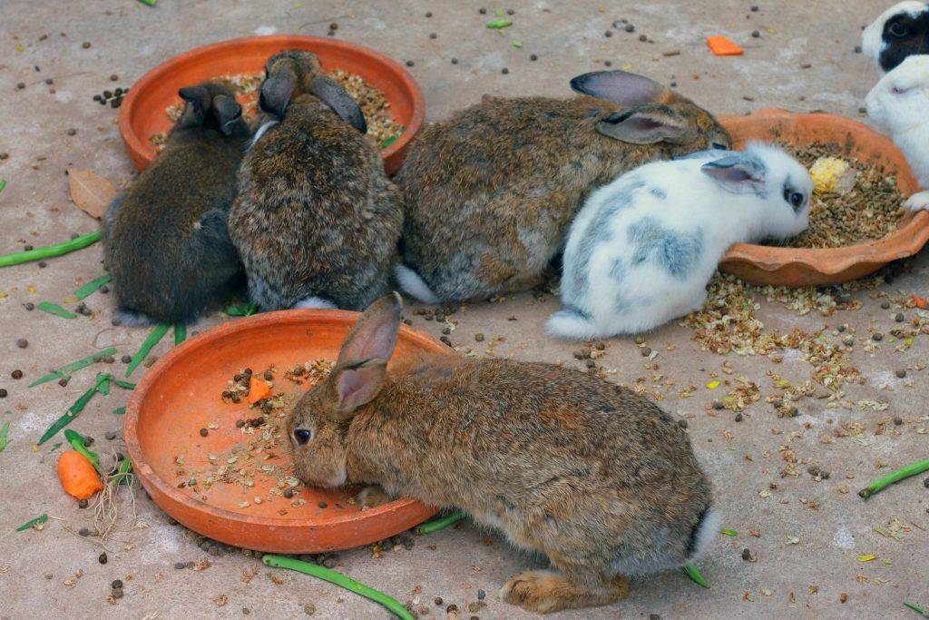 Чем и как лучше кормить кормящую крольчиху после окрола в разное время года, чтобы было молоко
