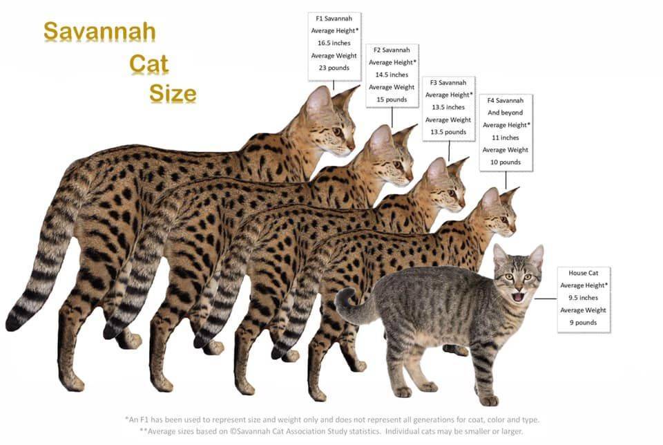 Тайская кошка и сиамская: отличия, сходства, особенности пород, фото