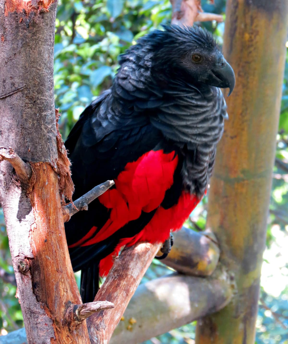 Воробьиный попугай: особенности, виды, содержание и уход