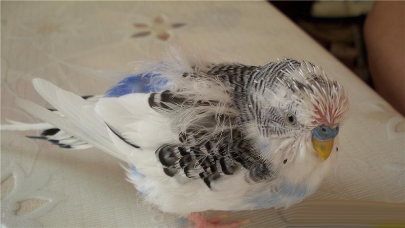 Что делать, если у попугая выпадают перья