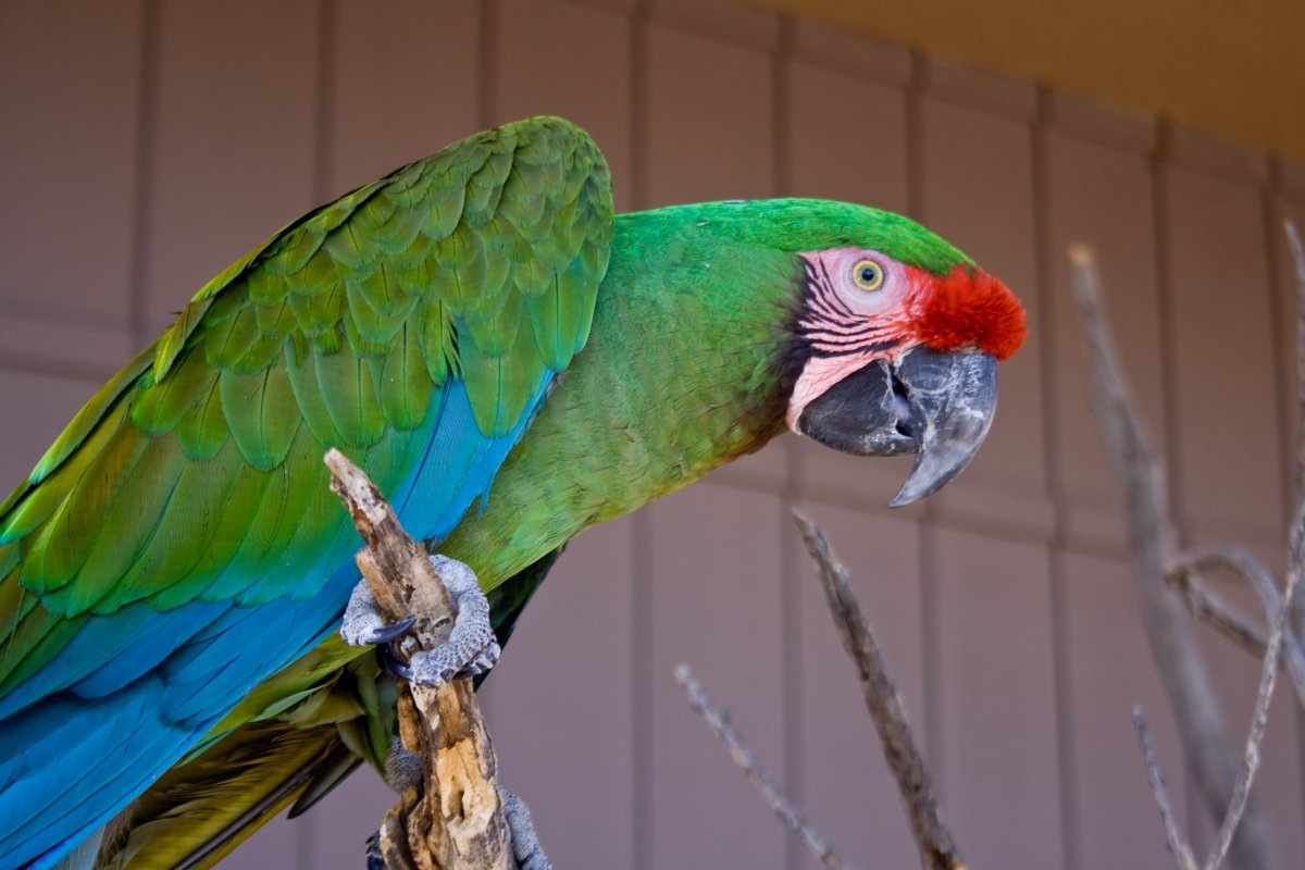 Красный ара макао: внешний вид, характер, обитание, питание