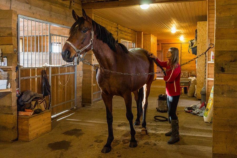 Как содержать лошадь в частном доме в домашних условиях: сколько стоит, полезные советы для новичка