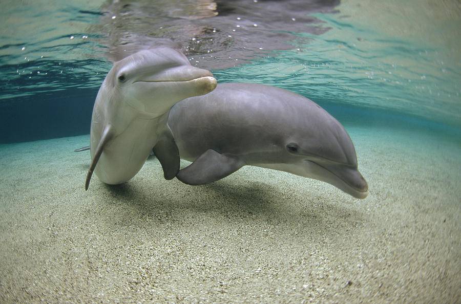 Дельфин фото, описание, анатомия, размножение, образ жизни