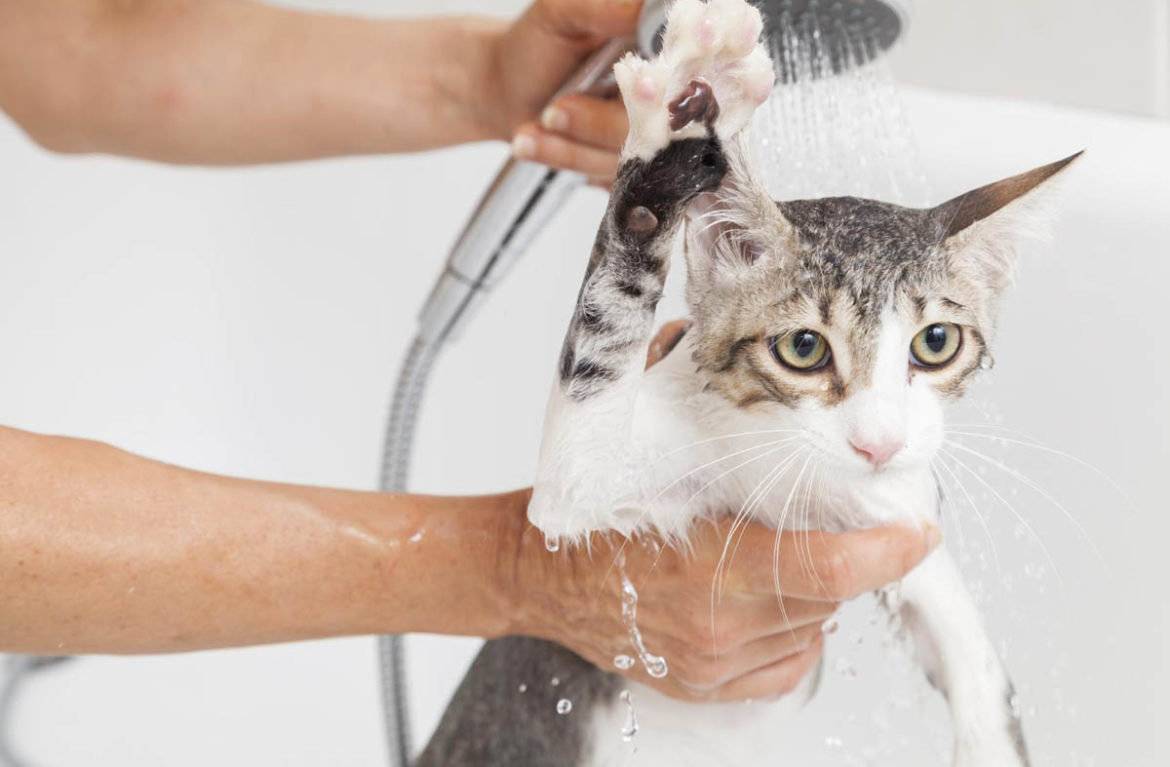 Как помыть кота, кошку – советы и рекомендации