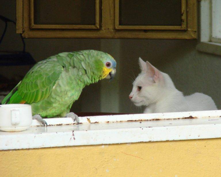 Попугай и кошка в одной квартире
