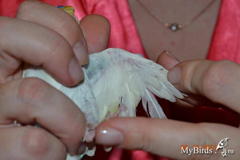Как проявляется очинный клещ у волнистого попугая и методы борьбы с болезнью