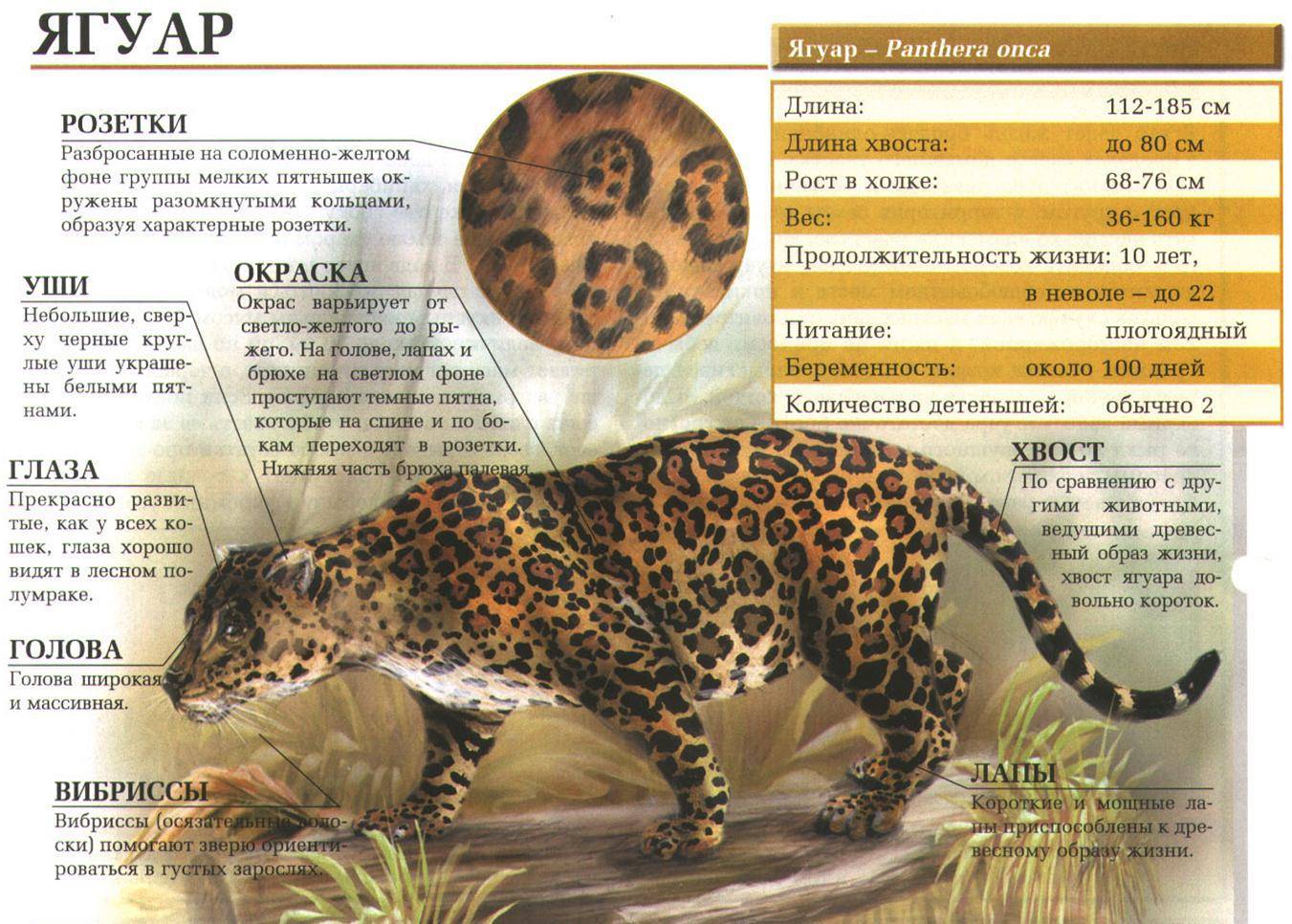 Ягуар (животное): описание и фото, где обитает, виды, размножение