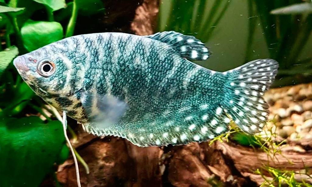 Живородящие аквариумные рыбы гурами: описание разновидностей, условия содержания, кормление и размножение