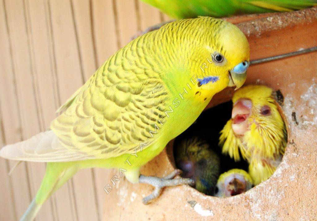 Крик волнистого попугая: что значит, как успокоить птицу
