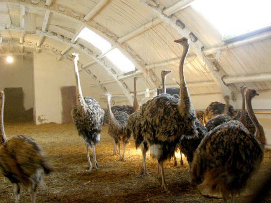 Разведение страусов в домашних условиях для бизнеса