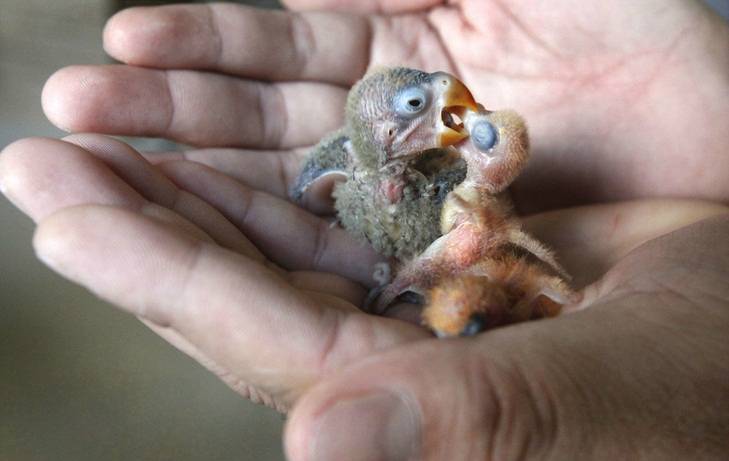Птенцы волнистых попугаев: особенности ухода и кормления