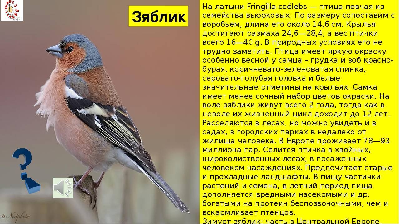 Птица чиж: образ жизни, где обитают, как выглядит, размеры, враги, повадки, окрас, фото, интересные факты