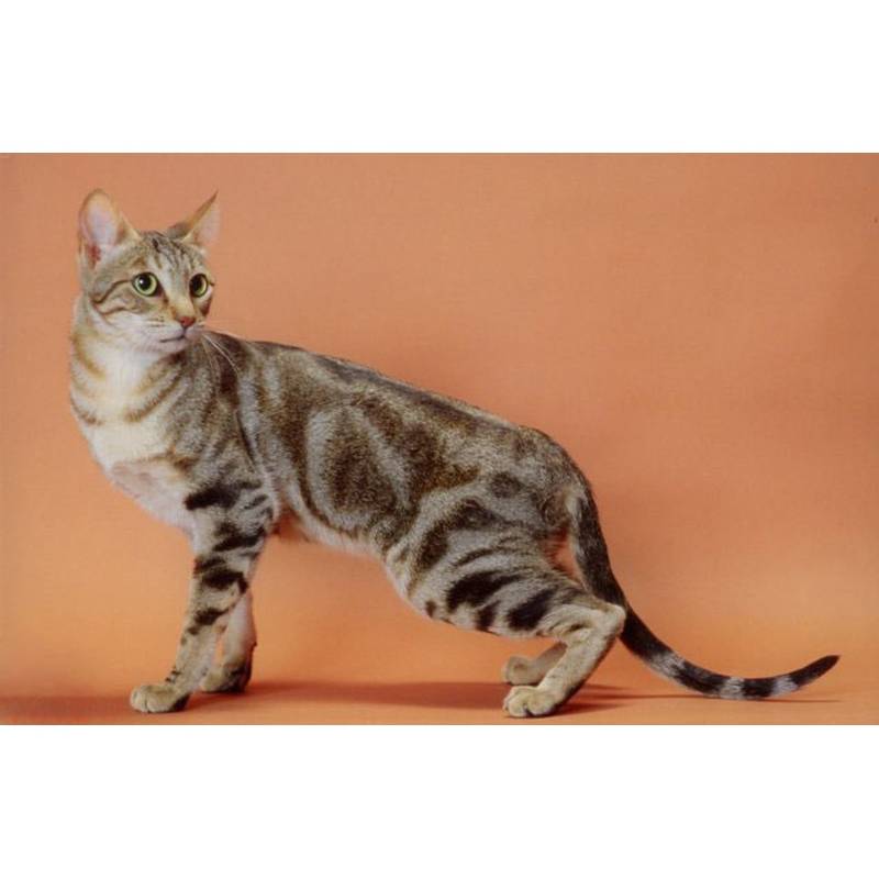 Сококе кошка: описание породы, характер и уход