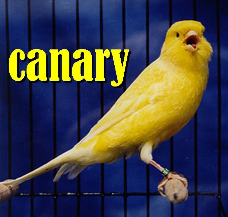 Чем отличается кенар от канарейки, или как определить пол певчей птички