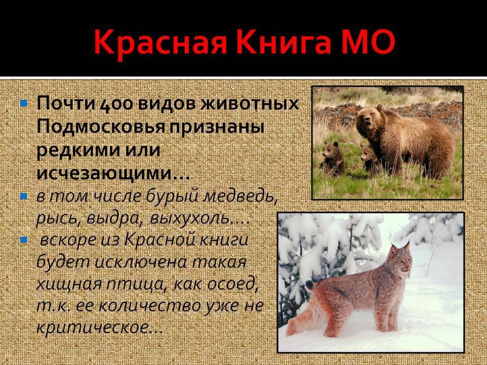 Животные московской области - названия видов, фото и описание