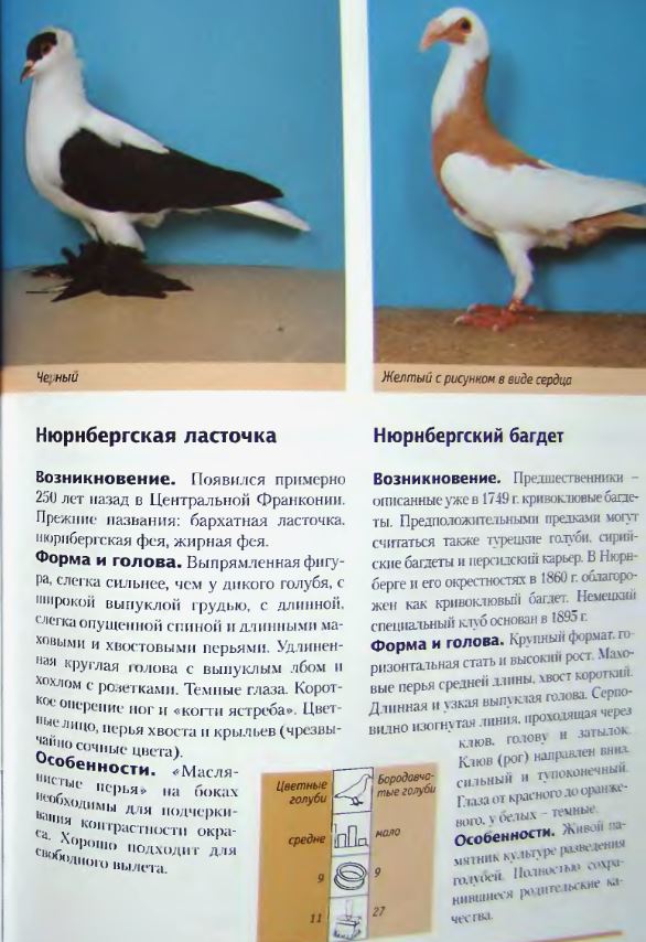 Породы голубей с фотографиями и названиями
