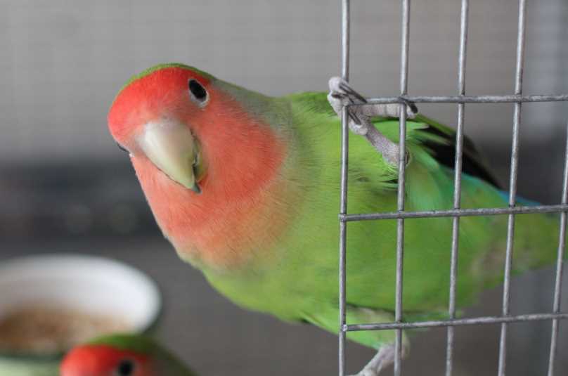 Популярные виды попугаев неразлучников          