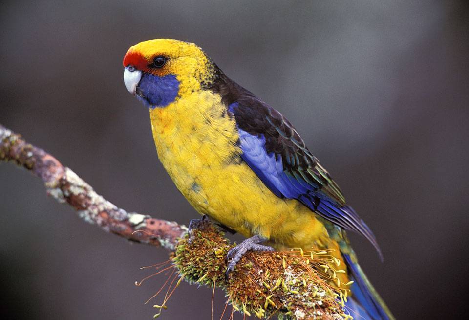 Попугай розелла: описание, виды, правила содержания