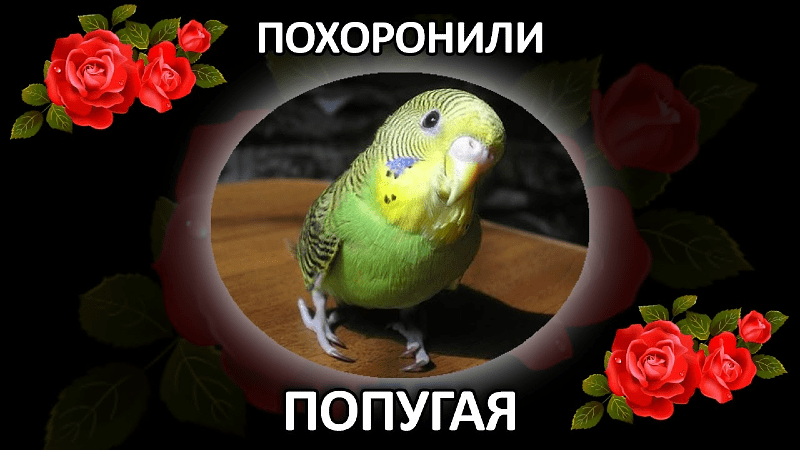 ᐉ как умирают волнистые попугаи от старости, как хоронить попугая? - zooshop-76.ru