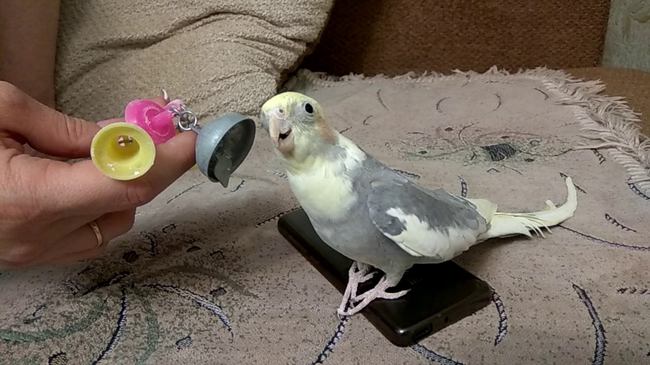Попугай корелла, как научить его говорить за 1 день в домашних условиях?