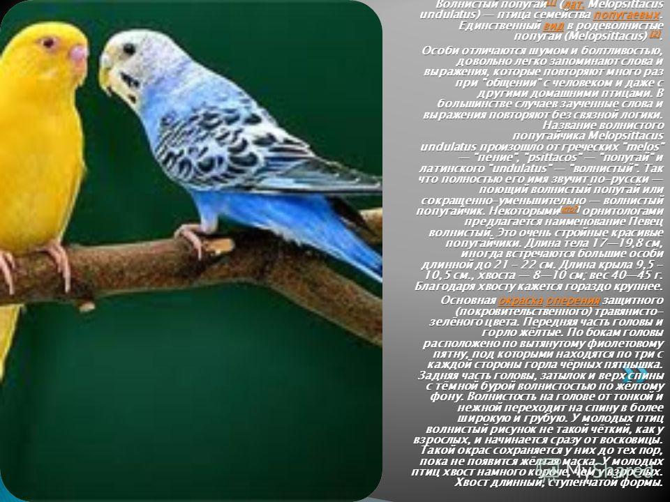 Как назвать попугая девочку: красивые имена, список кличек для волнистых, неразлучников, кореллы
